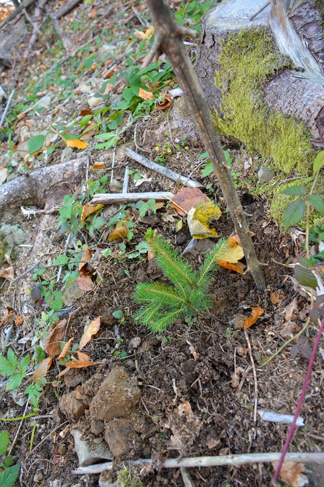 У Вигодському лісгоспі висадили дерева на місця суцільної рубки (фоторепортаж)