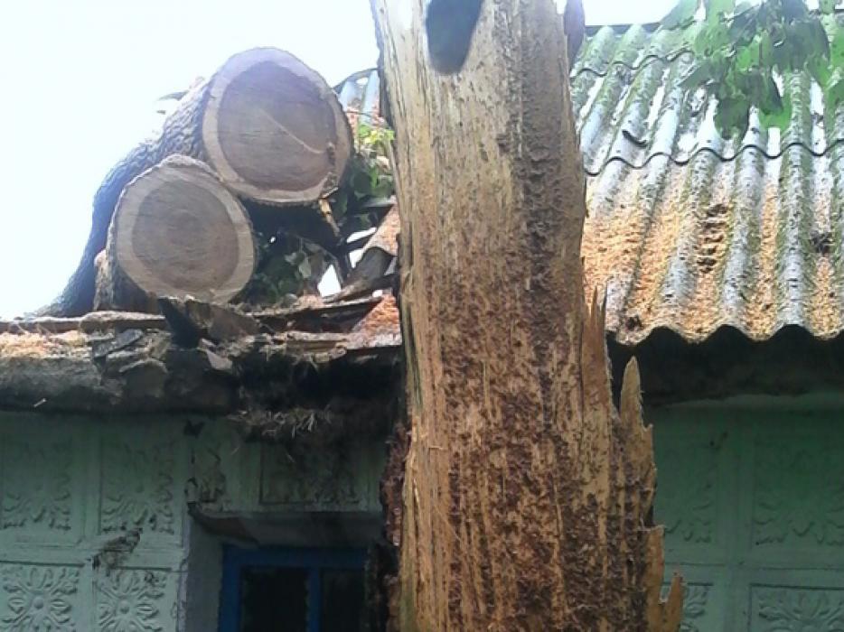 дерево впало