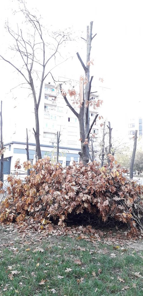 вирубка дерев