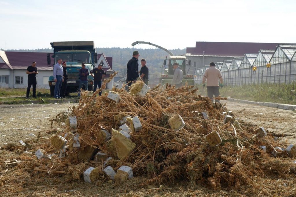 Правоохоронці знищили рекордну кількість коноплі, яку виявили на Косівщині