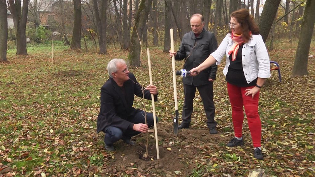 дерева гінкго