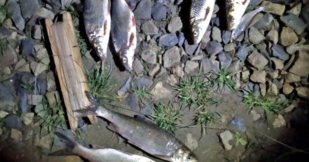 браконьєрство