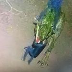Франківців просять впізнати вандалів, які пошкодили динозавра у міському парку