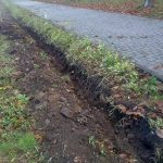 Івано-Франківськ: на Набережній висадили живопліт з бірючини