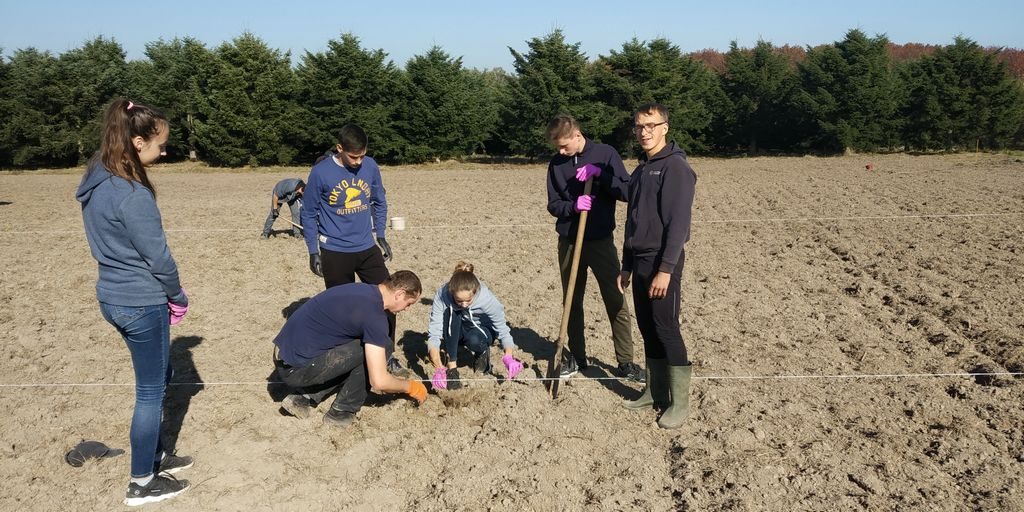 висадка дерев