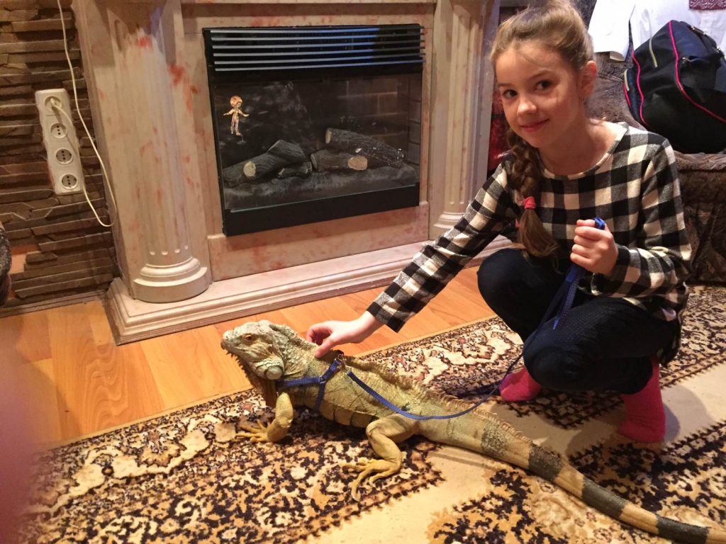 дикі тварини