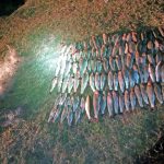 На Прикарпатті браконьєри завдали збитків на понад 9 тисяч гривень: фоторепортаж