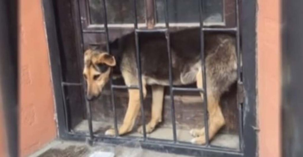 рятувальники