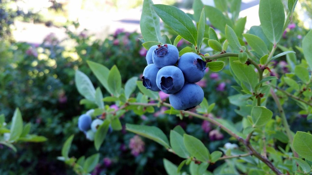 коломийська отг