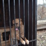 Як виглядає новий собачий притулок у Павлівці: фоторепортаж