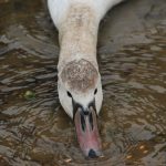 Прикарпатець опублікував вражаючі фото лебедів на Дністрі