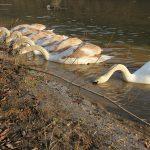Прикарпатець опублікував вражаючі фото лебедів на Дністрі