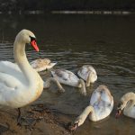 Прикарпатець опублікував вражаючі фото лебедів на Дністрі