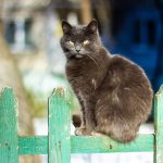 Мер виклав у мережу фото харизматичних франківських котів: фоторепортаж