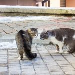 Мер виклав у мережу фото харизматичних франківських котів: фоторепортаж
