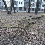 Вчорашня негода наробила шкоди у центральному парку Івано-Франківська: фоторепортаж