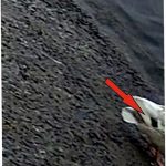 На Бурштинському водосховищі зафіксували рідкісну качку: фотофакт