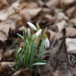 У Галицький природний парк прийшла справжня весна: фоторепортаж