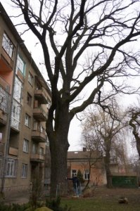 Де в Івано-Франківську дерева, що охороняються законом?