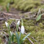 У Галицький природний парк прийшла справжня весна: фоторепортаж