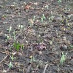 На подвір'ях франківців цвітуть підсніжники: фотофакт