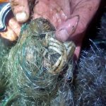 Через браконьєрів на Бурштинському водосховищі загинуло кілька птахів: фоторепортаж