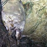 Через браконьєрів на Бурштинському водосховищі загинуло кілька птахів: фоторепортаж