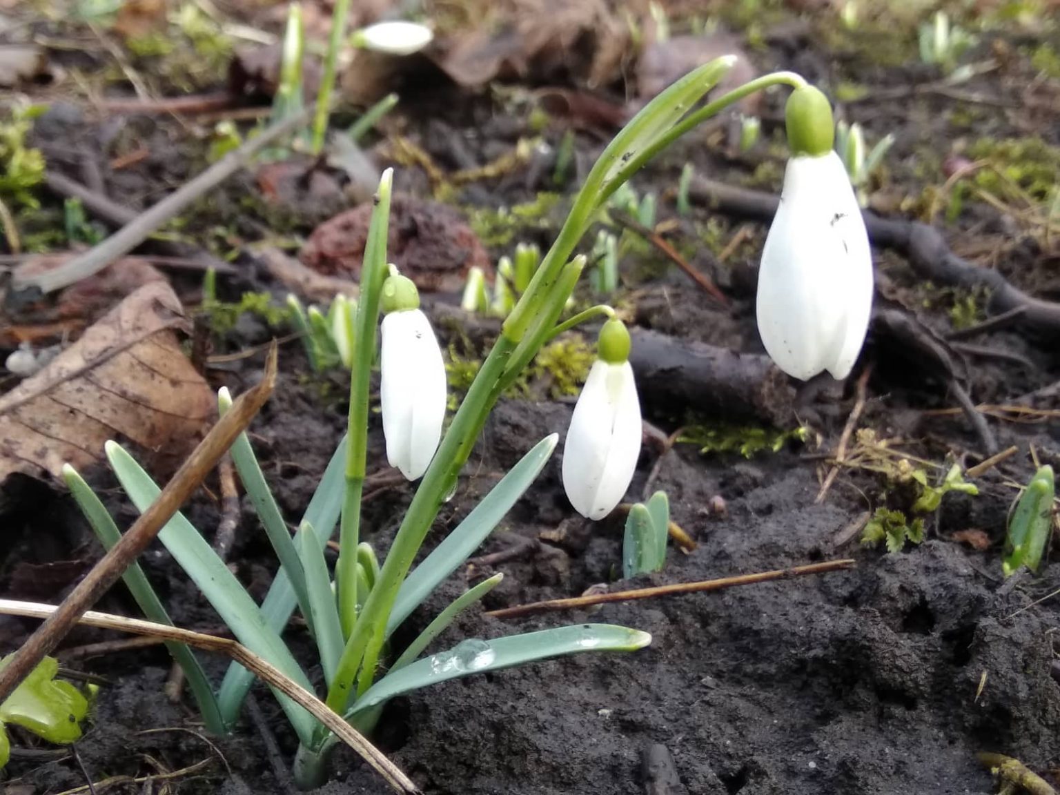 підсніжники