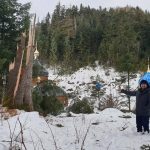 На Богородчанщині дерево завалило приміщення недіючої їдальні