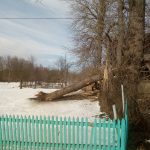 На Богородчанщині дерево завалило приміщення недіючої їдальні