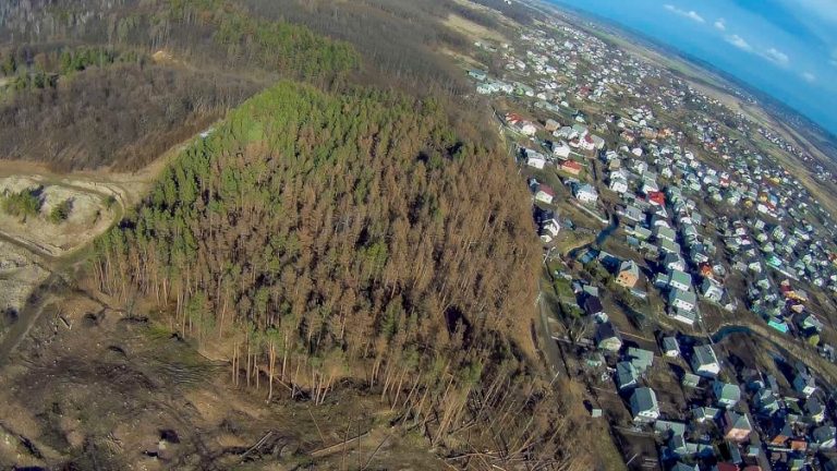 На санітарній вирубці лісу калуське лісництво заробило майже 400 тисяч гривень