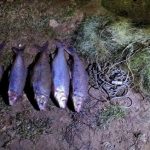 На Дністрі браконьєри завдали збитків на 60 тисяч гривень