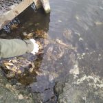 У Бурштинському водосховищі виявили величезну кількість браконьєрського приладдя із чималим уловом усередині: фоторепортаж