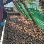 Як працює друга равликова ферма на Прикарпатті «УхТи Равлик»