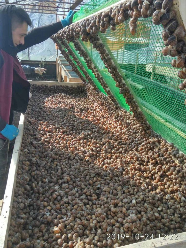 Як працює друга равликова ферма на Прикарпатті «УхТи Равлик»