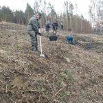 На околиці Калуша почали висаджувати молодий ліс: фото