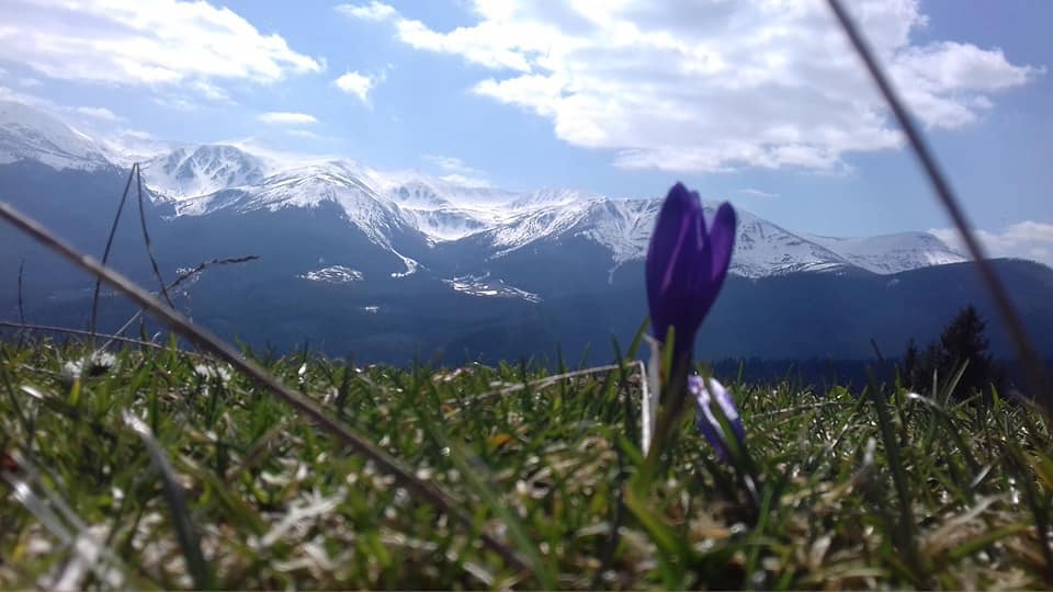 Схили Карпат заполонили весняні крокуси