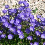 Франківський центральний парк замайорить карпатськими квітами: фото