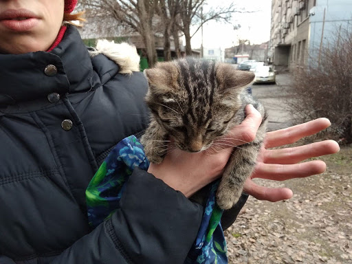 Упродовж минулої доби франківським надзвичайникам довелося рятувати двох котів