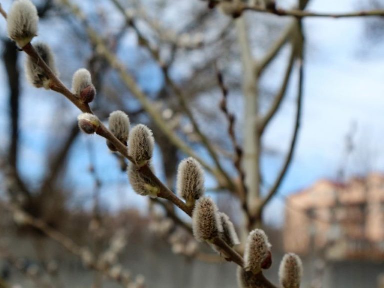 Яка погода буде на Прикарпатті в перші дні квітня