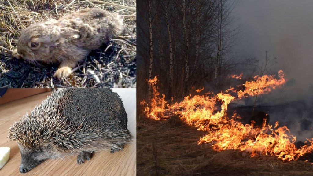 Упродовж минулої доби на Прикарпатті зафіксовано більше 10 випадків підпалу сухої трави - в одному із випадків вогонь перекинувся на приміщення ферми