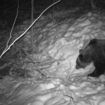 В Карпатах проводять зимовий облік дикої звірини: фоторепортаж