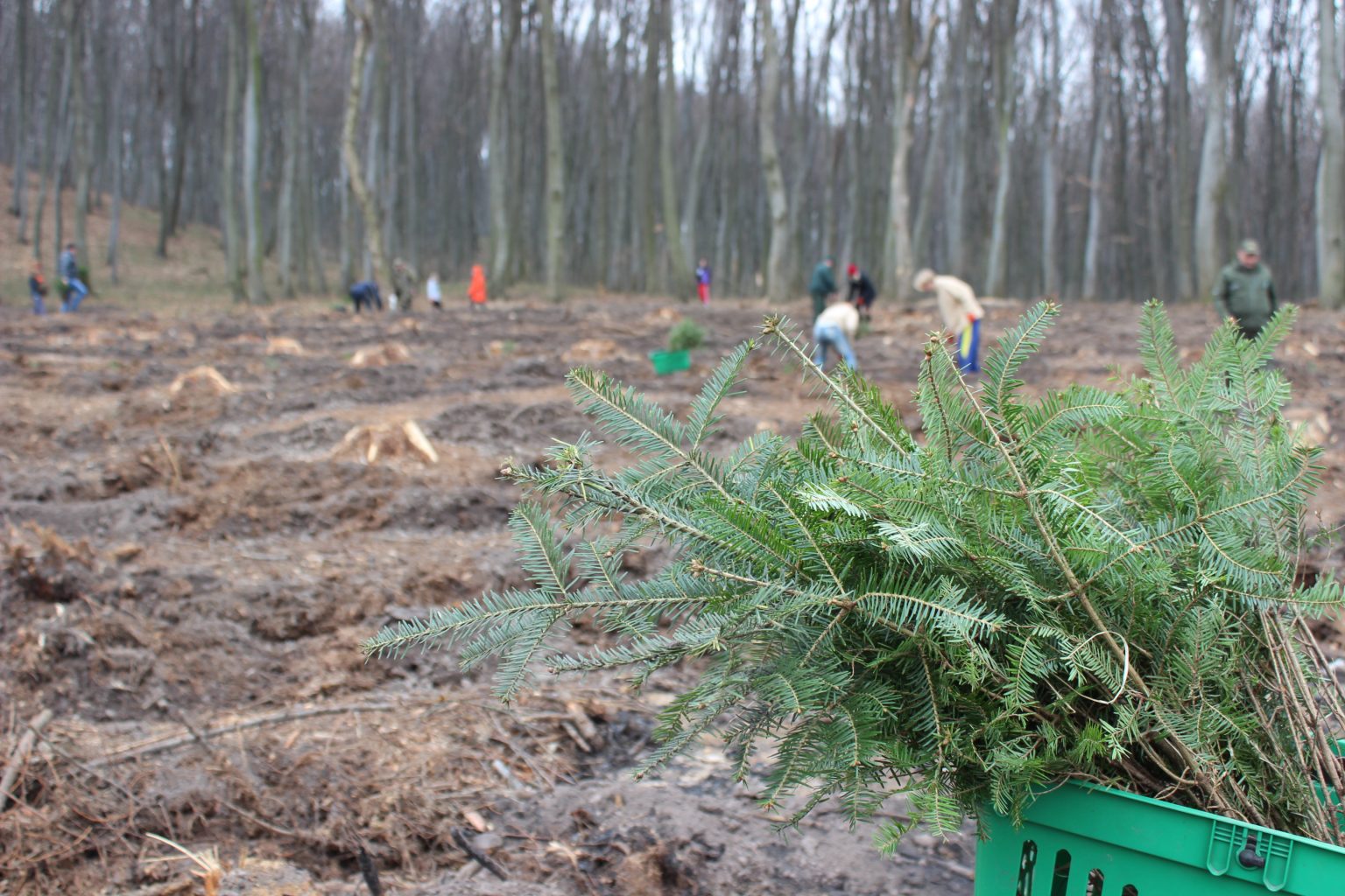 висадка лісу