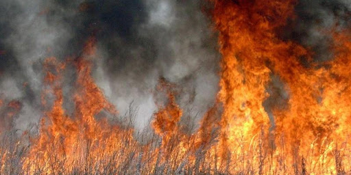 Байдужі до природи прикарпатці і далі підпалюють суху траву