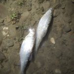 Прикарпатський рибпатруль виявив на березі Дністра декілька браконьєрських сіток: фоторепортаж