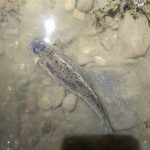 Прикарпатський рибпатруль виявив на березі Дністра декілька браконьєрських сіток: фоторепортаж