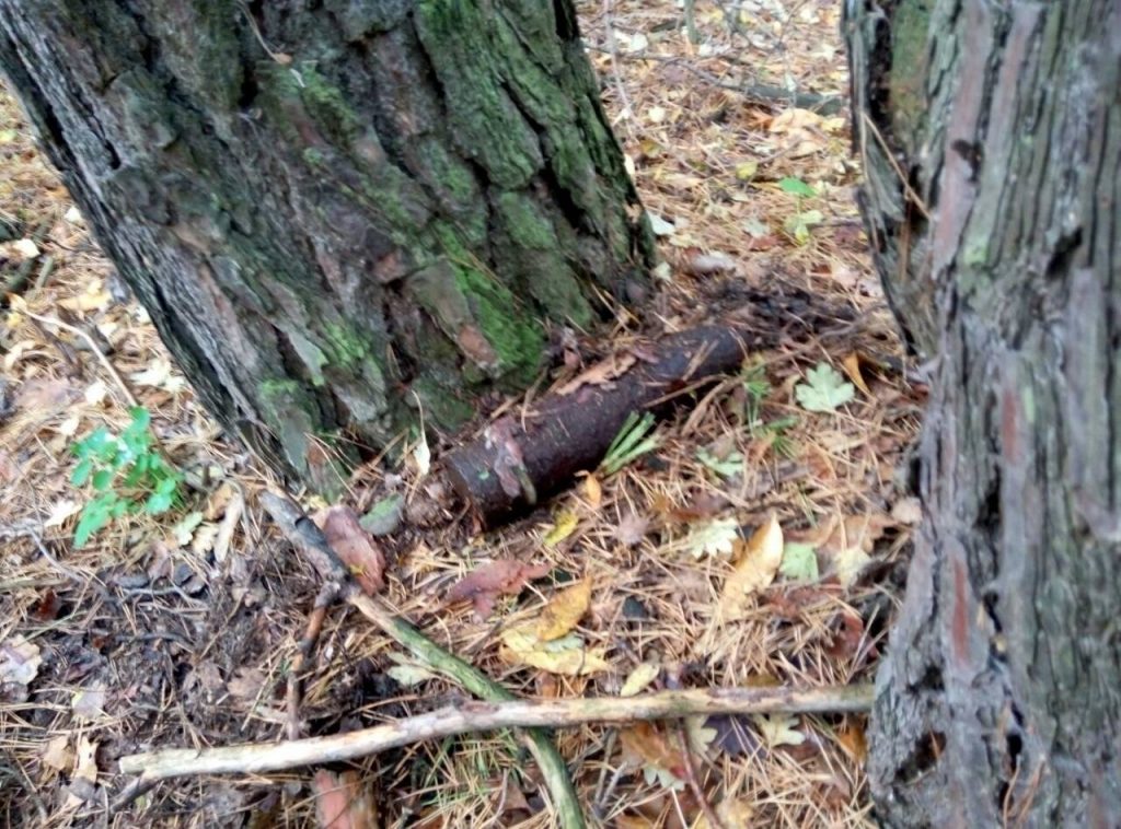 В прикарпатському лісі люди виявили небезпечну знахідку