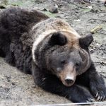 Тварини, рослини та гриби: неймовірні світлини дикої природи Галицького національного парку