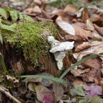 Тварини, рослини та гриби: неймовірні світлини дикої природи Галицького національного парку