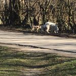 На Прикарпатті чоловік викинув з автівки дорослу собаку та двох цуценят: фото